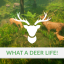 What A Deer Life!