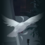 Pigeon Shadow