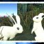 All The Little Bunnies