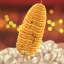 Corncob