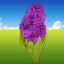 Hyacinth