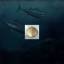 50000 kg Scallop