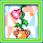 Morning glory achievement