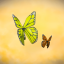 Butterfly is flying