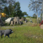 Wolf Hunting Contest