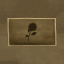Found a sunflower