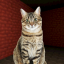 Make the cat bark