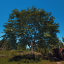Ancient Tree