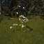 Spotted Hemlock