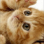 Cat Herder 2 Xbox Achievements
