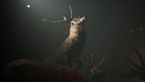 Project 13: Taxidermy Trails